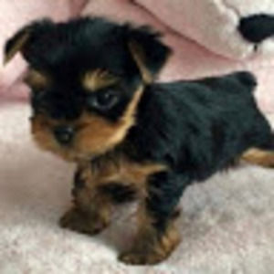 Meet your Posher, Abby